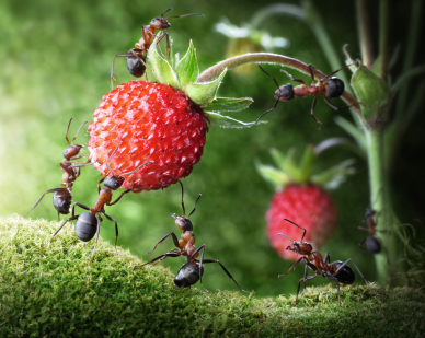 AntsWorkingOnStrawberry